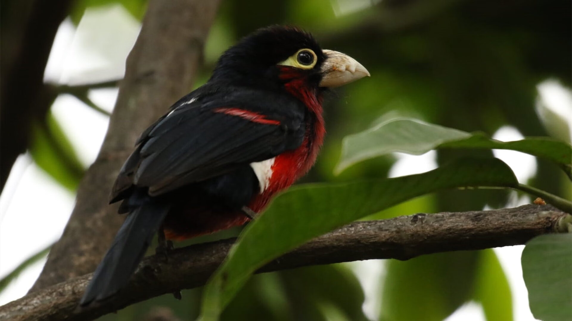 九游娱乐电竞站-_极光之下的穿越赛：挑战自然奇观的速度极限_，极光之桥