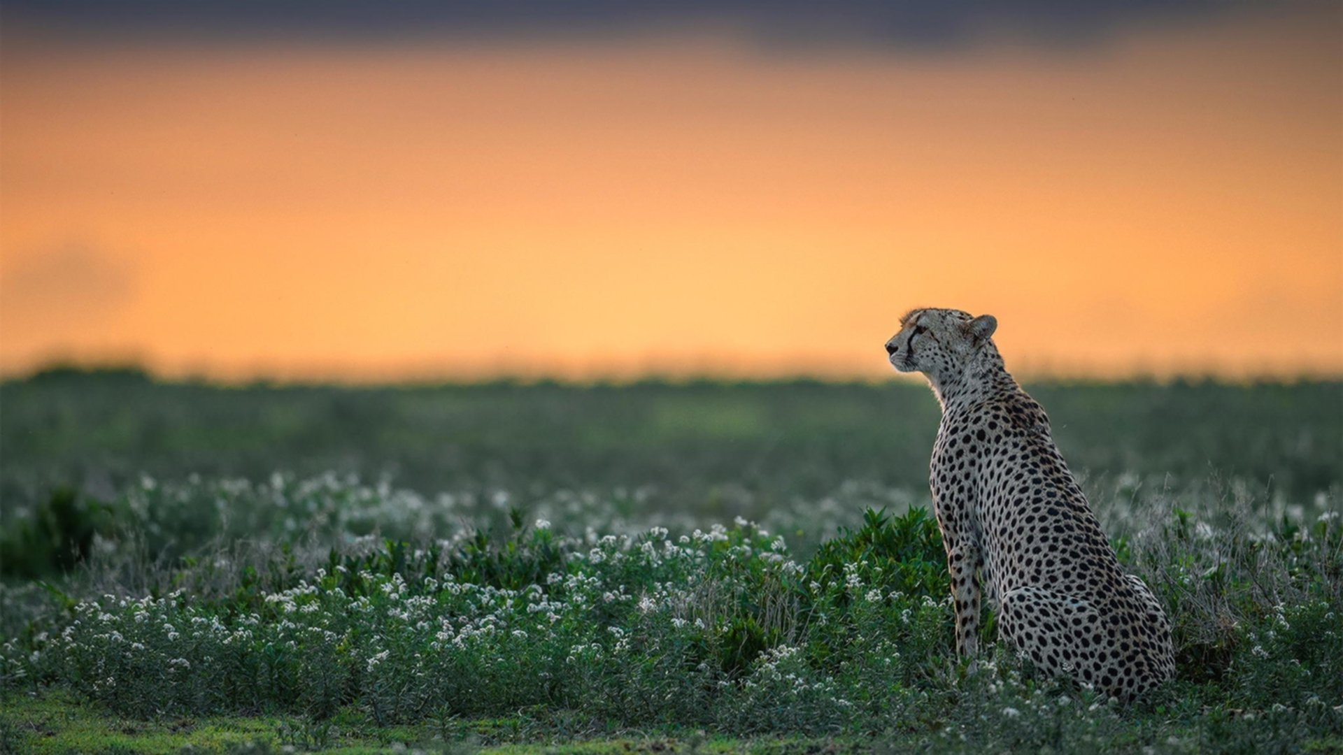 九游体育电竞官网-以文化为纽带的足球交流活动频繁举办，为足球文化节设计三项活动